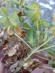 Oxalis × vanaelstii