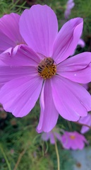 Apis mellifera