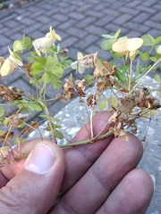 Oxalis × vanaelstii