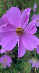 Apis mellifera