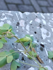 Oxalis × vanaelstii