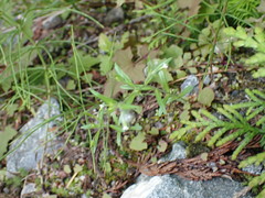 Microsteris gracilis