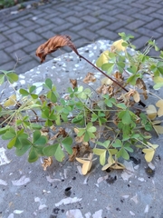 Oxalis × vanaelstii
