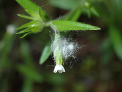 Microsteris gracilis