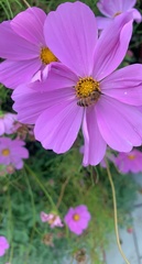 Apis mellifera