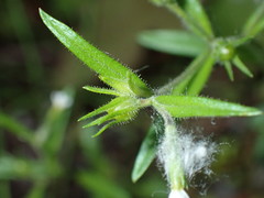 Microsteris gracilis