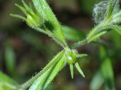 Microsteris gracilis