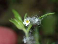 Microsteris gracilis