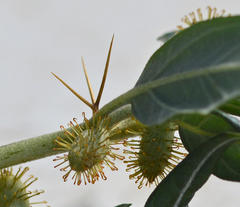 Xanthium spinosum