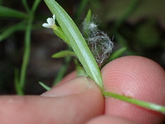 Microsteris gracilis