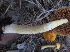 Cortinarius lewisii
