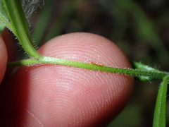 Microsteris gracilis