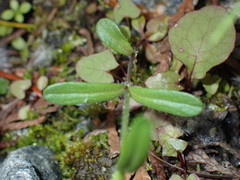 Microsteris gracilis