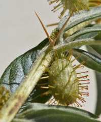 Xanthium spinosum