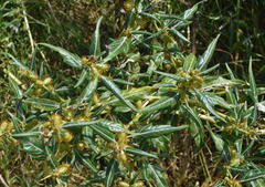 Xanthium spinosum