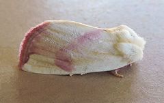 Thurberiphaga diffusa