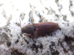 Agriotes ferrugineipennis