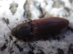 Agriotes ferrugineipennis