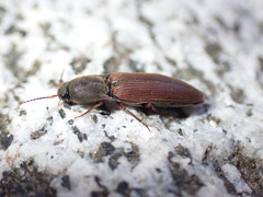 Agriotes ferrugineipennis