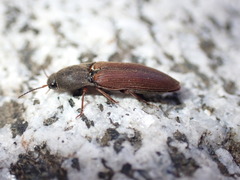Agriotes ferrugineipennis