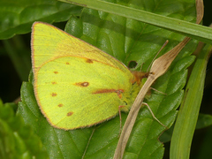 Colias dimera