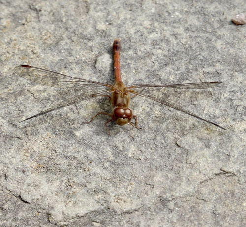 Autumn Meadowhawk photographed in New Jersey