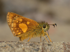 Dalla quasca equatoria