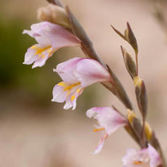 Gladiolus martleyi