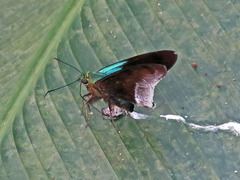 Telegonus alardus latia