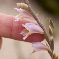 Gladiolus martleyi