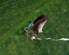 Telegonus alardus latia