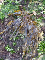 Desmarestia ligulata