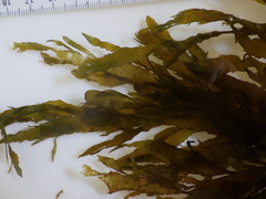 Desmarestia ligulata