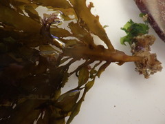 Desmarestia ligulata