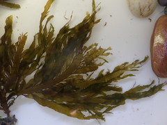 Desmarestia ligulata