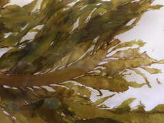 Desmarestia ligulata