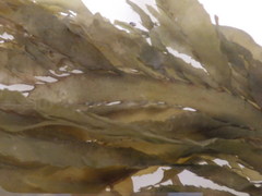 Desmarestia ligulata