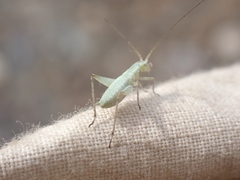 Oecanthus salvii