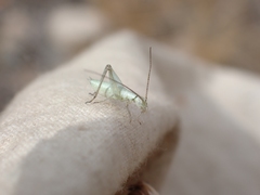 Oecanthus salvii