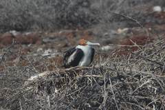 Fregata minor ridgwayi