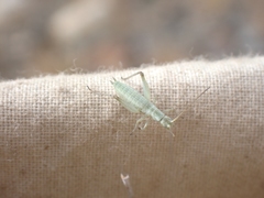 Oecanthus salvii