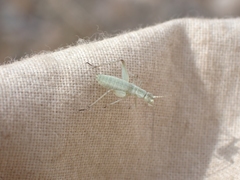 Oecanthus salvii