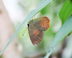 Euselasia ignitus