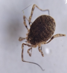 Odiellus lendlii