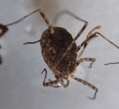 Odiellus lendlii