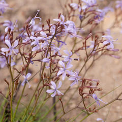 Prismatocarpus diffusus