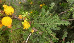 Vachellia kosiensis