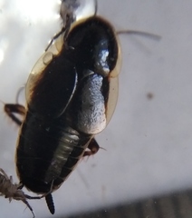Phyllodromica maculata