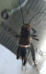 Modicogryllus frontalis
