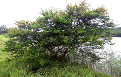 Vachellia kosiensis